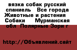 вязка собак русский спаниель - Все города Животные и растения » Собаки   . Мурманская обл.,Полярные Зори г.